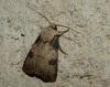 Agrotis puta